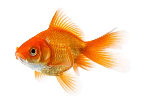 Goldfisch ältestes Haustier Und Bekannter Süßwasserfisch