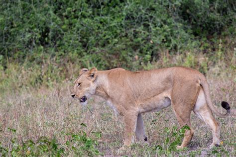 Lion Chobe National Park Botswana Jim Flickr