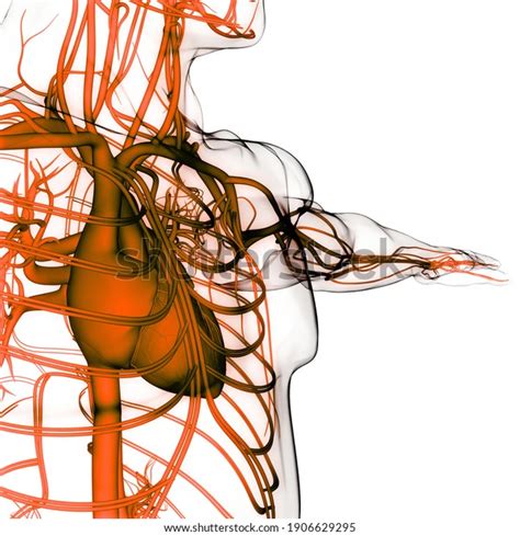 Human Circulatory System Heart Anatomy 3d Stock Illustration 1906629295