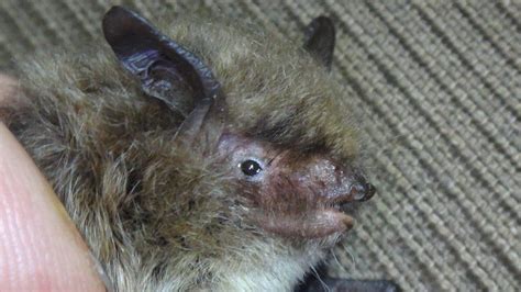 Rare Tiny Bat Discovered In Caves In Wiltshire Bbc News