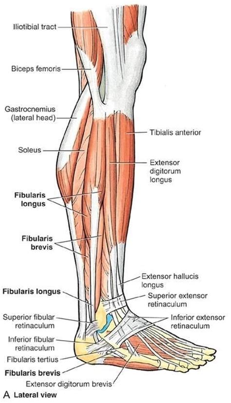 Muscles Of The Right Leg In Lateral View Human Muscle Anatomy Leg