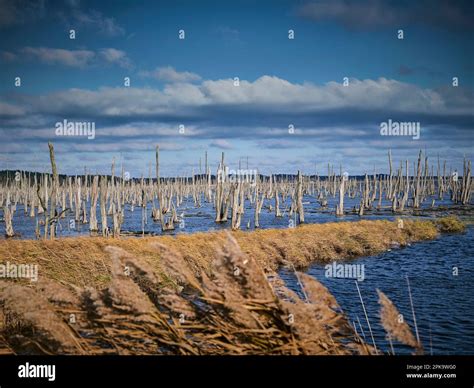 Usedom In Autumn Nature Reserve Peene Valley Grotesque Swamp