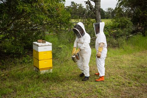 Open Hive At Central Mangrove Central Coast Amateur Beekeepers