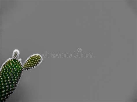 Bunny ear cactus, angel wing cactus, polka dot cactus, opuntia microdasys. Small Opuntia Microdasys Cactuses, Commonly Known As Bunny ...
