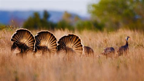 Rio Grande Wild Turkeys Bing Wallpaper Download