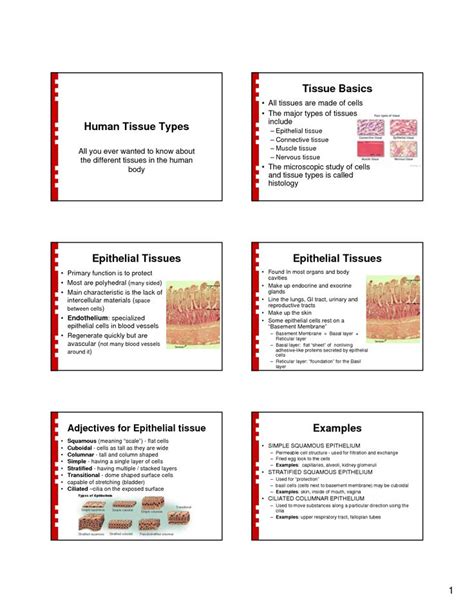 Human Tissue Types Tissue Basics Epithelial Tissues Epithelial Tissue