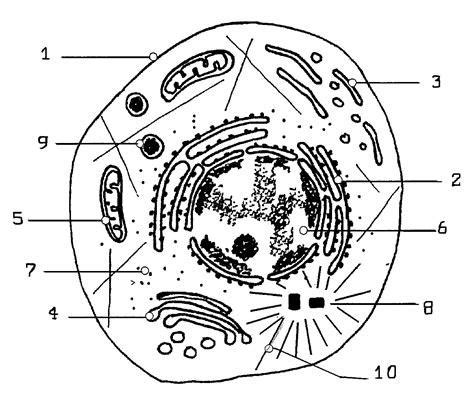 C Mo Dibujar Una Celula Eucariota Paso A Paso Muy F Cil Dibuja 26784