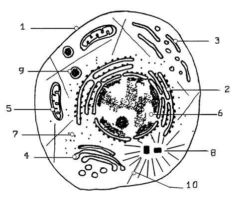 C Mo Dibujar Una Celula Eucariota Paso A Paso Muy F Cil Dibuja Hot Sex Picture