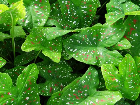 Caladium Plant Light Green Leaves Fluted With White And