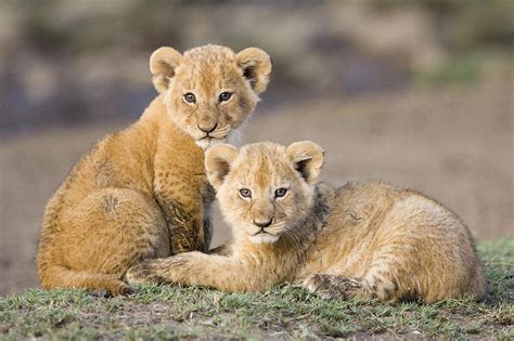 Cute Lion Cubs Wallpaper Wallpapersafari