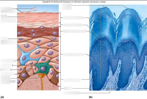 Layers Of The Epidermis Thick Skin Example Diagram Quizlet