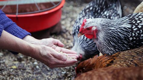 Backyard Chickens Carry A Hidden Risk Salmonella The New York Times