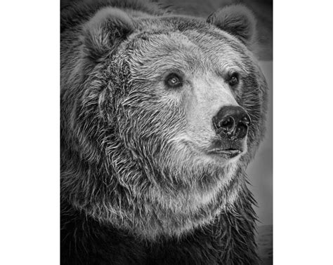 Portrait Of A North American Grizzly Bear A Black And White Wildlife