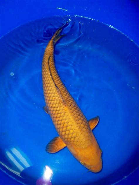 Pin on Peces Koi