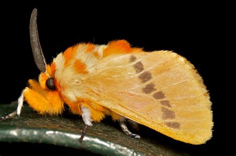 Cute Orange Moth Paul Flickr