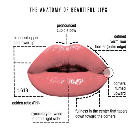 Dermal Fillers In Philadelphia PA Lips And Drips By Erica
