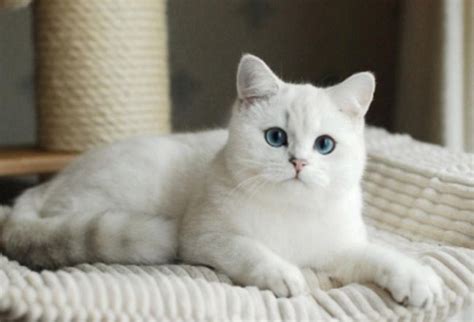 British Shorthair Cat Blue Eyes Pets Photos American Shorthair Cat