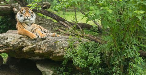 Tigre De Sumatra Bioparc Zoo De Doué La Fontaine