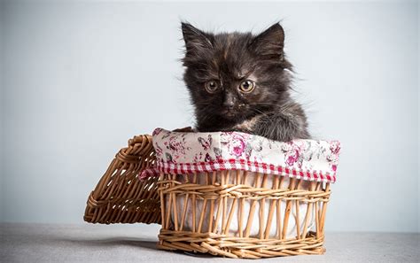 Photo Cats Wicker Basket Animals