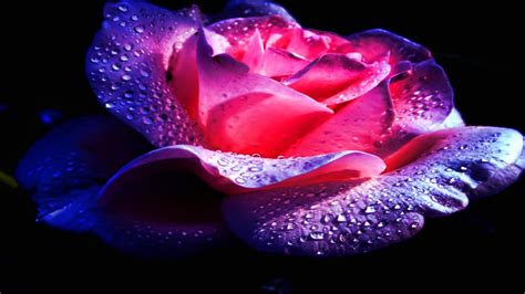 Purple And Pink Rose With Water Drops On A Black Background Wallpaper