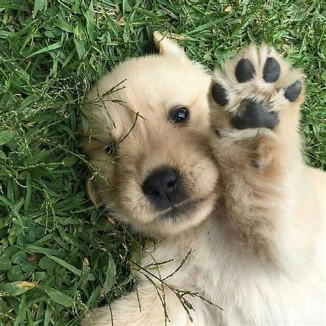 13 Pictures Of Golden Retriever Puppies That Show Just How