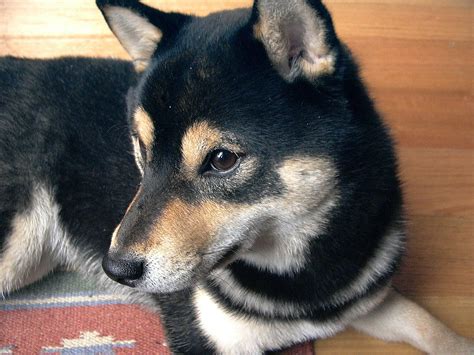Japan Its A Wonderful Rife Japanese Dog The Shiba Inu