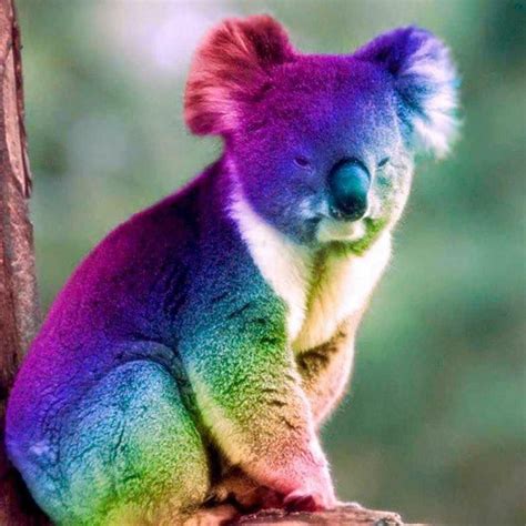 E Koala Ty Kid President Marsupial Over The Rainbow Koala Bear