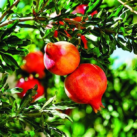 Fruit will mature about 6 months after the flowers appear. Pomegranate Tropical Fruit Tree - TROPICAL PLANTAE