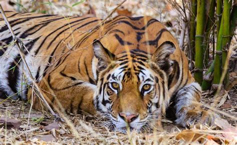 Best Tiger Safari Destinations In India Tour My India
