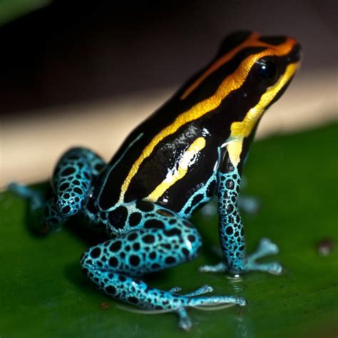 Where Do Frogs Live Dart Frog Poison Frog