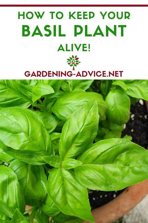 Growing Basil How To Grow Basil The Easy Way In 2021 Growing Basil