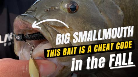 Cheat Code For Big Fall Smallmouth Out Fish Everyone With The Great