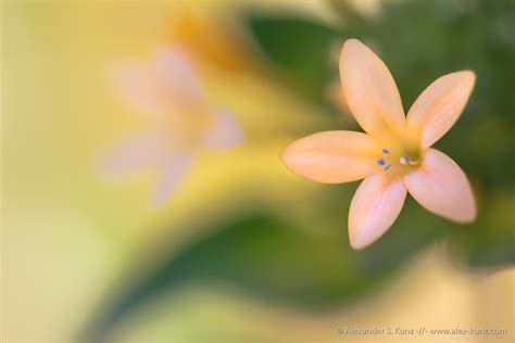 Collomia Grandiflora Alexander S Kunz Photography