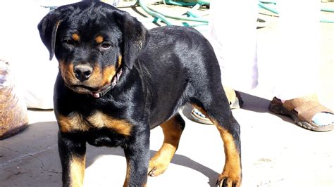 If you are looking for rottweiler puppies for sale in california check our site. German Rottweiler Puppies For Sale In Missouri - German ...