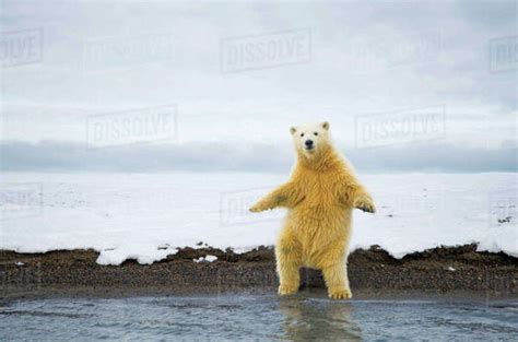 Polar Bear Stands Upright On Two Feet Arctic Alaska Stock Photo
