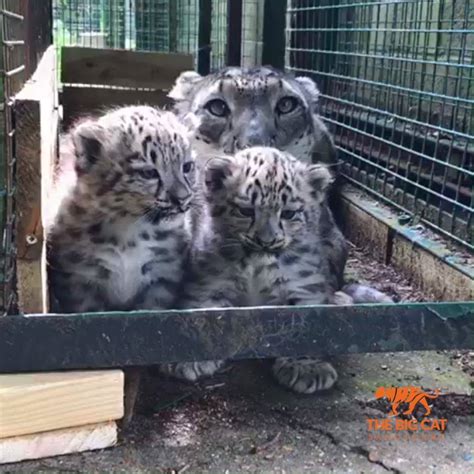 The Big Cat Sanctuary Snow Leopard Cubs Born At The Big Cat Sanctuary