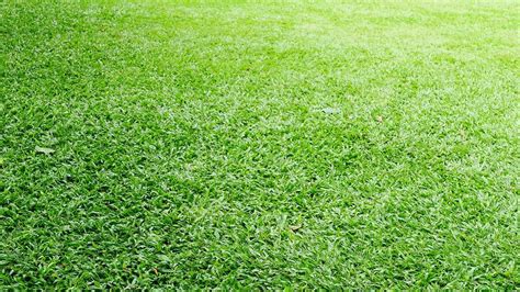 What Is Carpet Grass Pros Cons And How To Grow