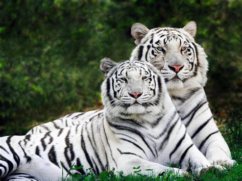 Wallpapers White Tiger Wallpapers