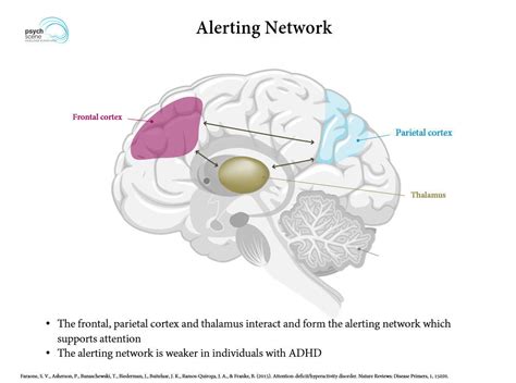 Neurobiology Of Attention Deficit Hyperactivity Disorder Adhd A Primer