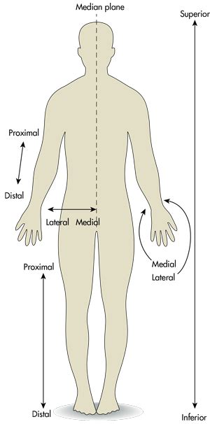 Proximal Human Body