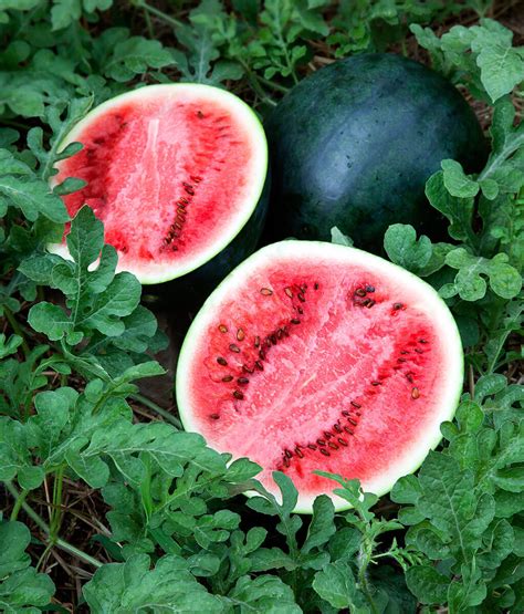 Start watermelon seed indoors about 6 weeks before transplanting seedlings into the garden. Sugar Baby Watermelon - Bonnie Plants