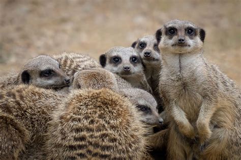 Meerkat Group Hug Durrell Wildlife Conservation Trust Meerkat