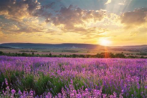 Meadow Of Lavender By Djgis On Creativemarket Landscape Meadow