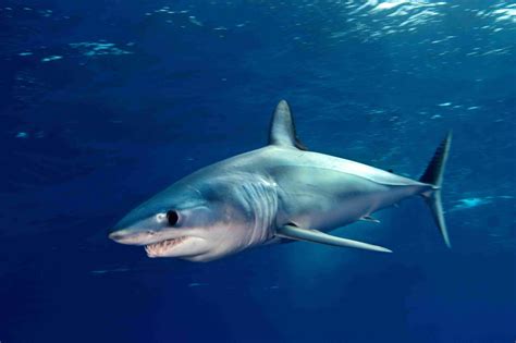 Their body is thickest at the center and narrow at the ends. List of Shark Species and Facts