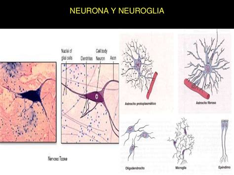 Neurona Y Neuroglia