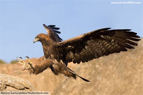 Animals That Start With E: List With Pictures And Facts. Find Animals