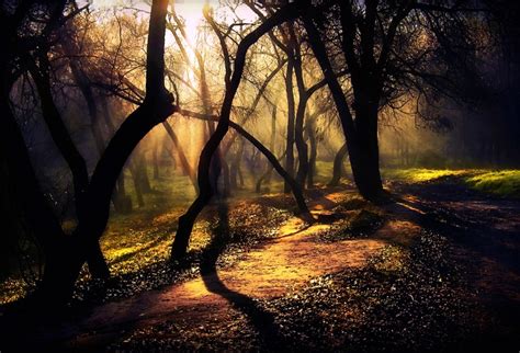 Serene Path Nature Photography Magical Forest Nature
