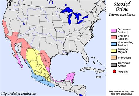 Hooded Oriole Species Range Map