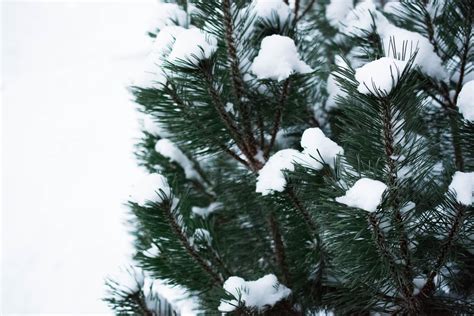 Snow Covered Pine ~ Photos ~ Creative Market