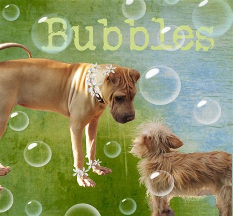Our staff is available to offer guidance and suggestions during the pet's transition to his or her. Pets for Adoption at Arizona Desert Rotti & Pals Rescue ...